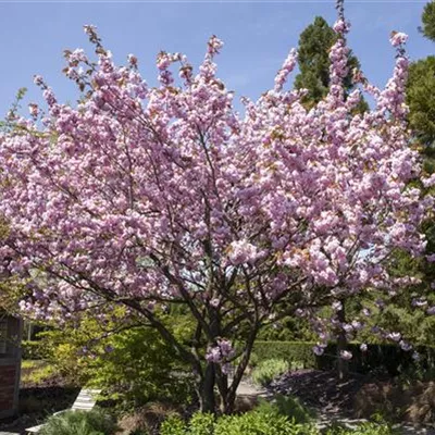 Hochstamm mit Ballen Stammumfang 12 - 14cm - Zierkirsche - Prunus 'Accolade'