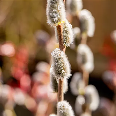 im Container 70 - 80cm - Salweide - Salix caprea