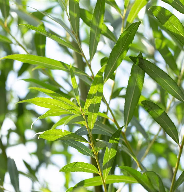 Salix triandra