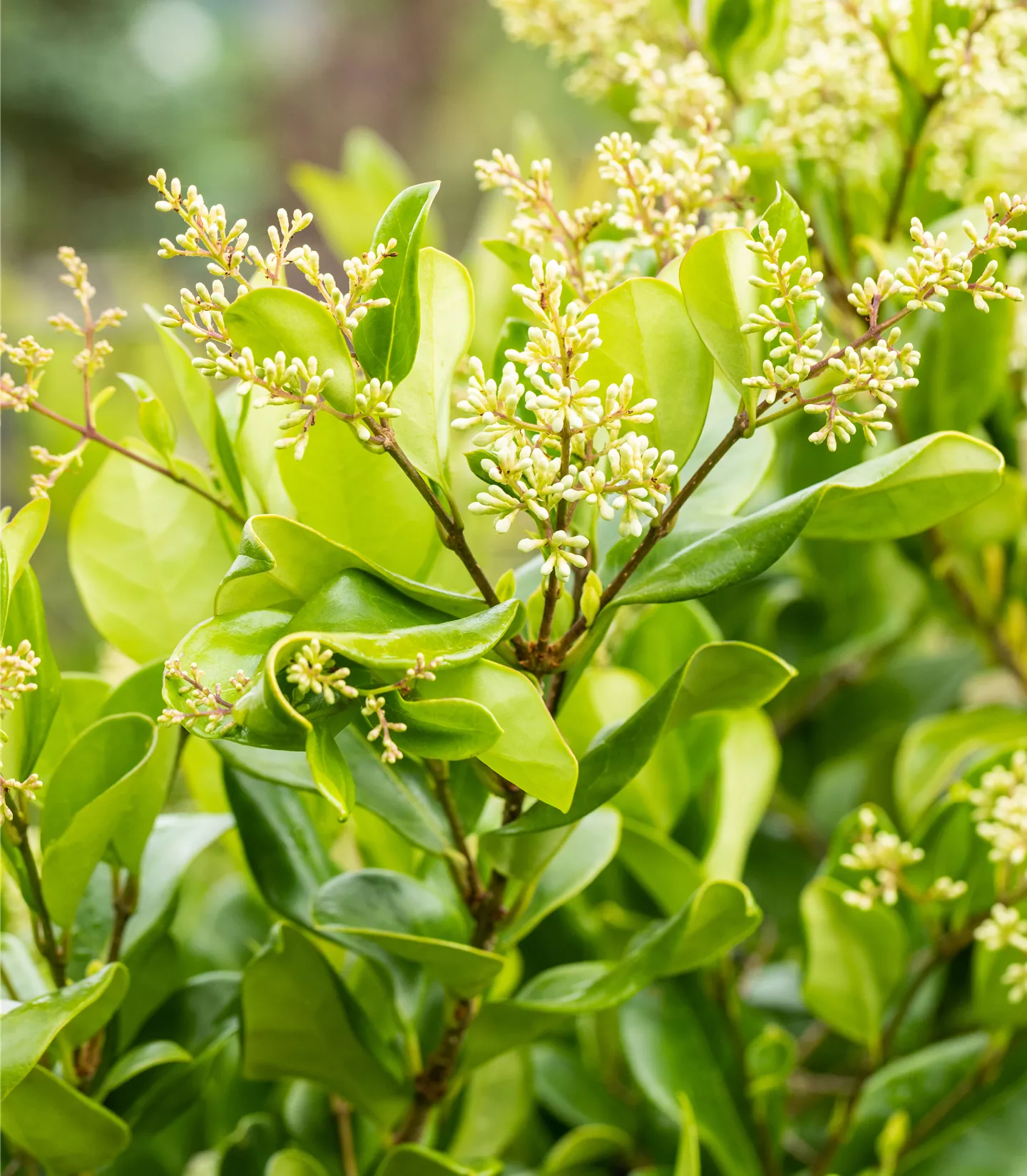 Ligustrum japonicum 'Texanum'