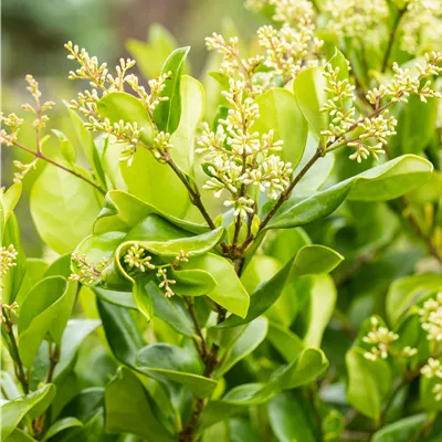 im Container 70 - 80cm - Japanischer Liguster 'Texanum' - Ligustrum texanum