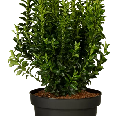 im Container 50 - 60cm - Japanspindel 'Green Spire' - Euonymus japonicus 'Green Spire' kugelförmig