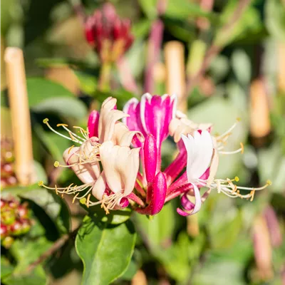 Topfgrösse 4 Liter - Wald-Geissschlinge - Lonicera periclymenum