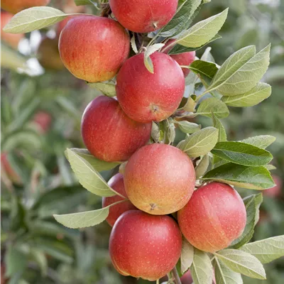 im Container - Säulenapfel 'Sonate'(s) - Malus domestica 'Sonate'(s)