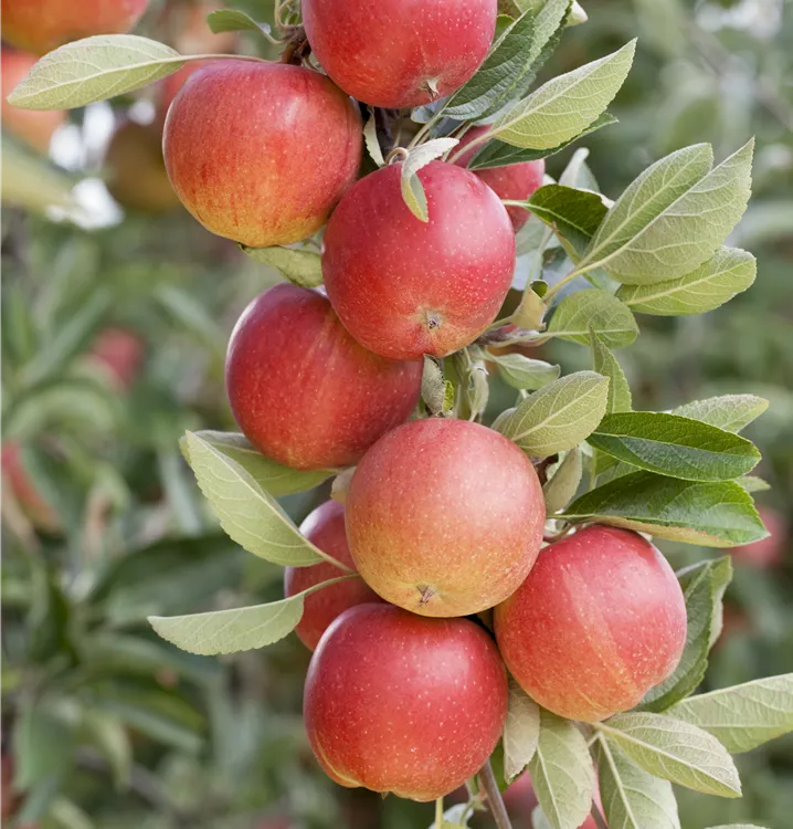 Malus domestica 'Sonate'(s)