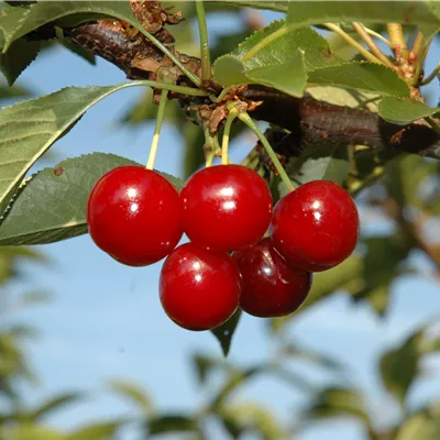 Hochstamm im Container Stammumfang 7 - 8cm - Sauerkirsche 'Vowi'(s) - Prunus (Weichsel) 'Schattenmorelle' Typ Vowi