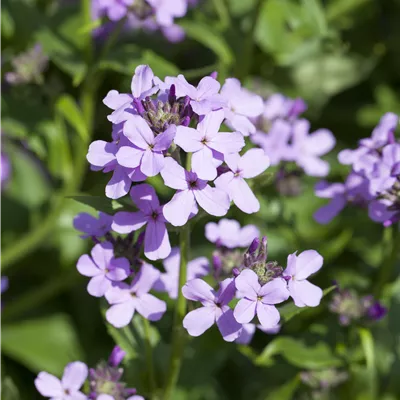 Topfgrösse 0.5 Liter - Gewöhnliche Nachtviole - Hesperis matronalis