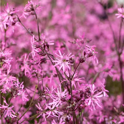 Topfgrösse 0.5 Liter - Kuckucks-Lichtnelke - Lychnis flos-cuculi