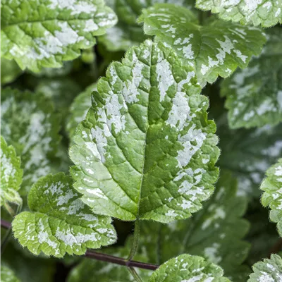 Topfgrösse 0.5 Liter - Gefleckte Taubnessel - Lamium maculatum