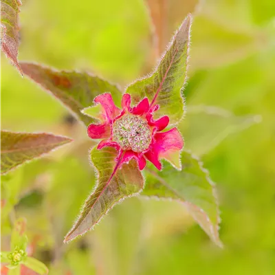 Topfgrösse 0.5 Liter - Garten-Indianernessel 'Croftway Pink' - Monarda didyma 'Croftway Pink'