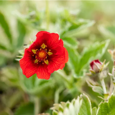 Topfgrösse 0.5 Liter - Blutrotes Fingerkraut - Potentilla atrosanguinea