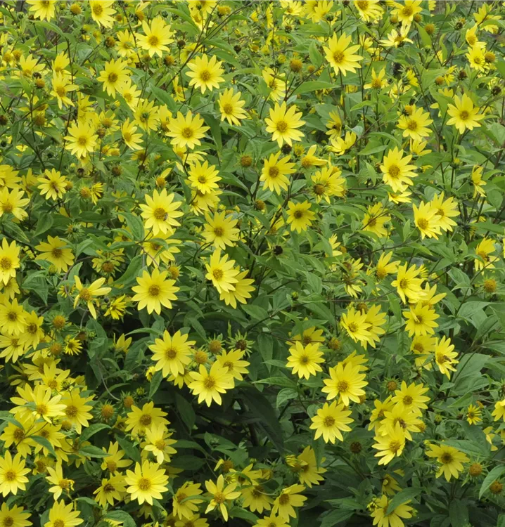 Helianthus microcephalus 'Lemon Queen'