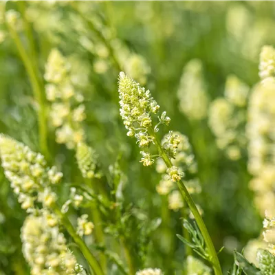 Topfgrösse 0.5 Liter - Gelbe Reseda - Reseda lutea