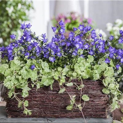 Topfgrösse 0.5 Liter - Gundermann - Glechoma hederacea