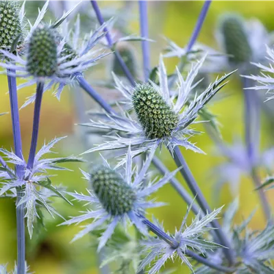 Topfgrösse 1 Liter - Elfenbein-Mannstreu - Eryngium giganteum