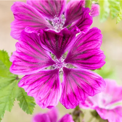 Topfgrösse 1 Liter - Mauretanische Malve - Malva sylvestris ssp. mauritiana