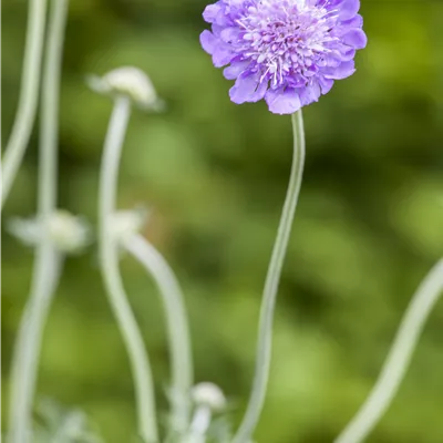 Topfgrösse 1 Liter - Tauben-Skabiose 'Butterfly Blue' - Scabiosa columbaria 'Butterfly Blue'