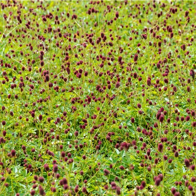 Topfgrösse 1 Liter - Garten-Wiesenknopf 'Tanna' - Sanguisorba officinalis 'Tanna'