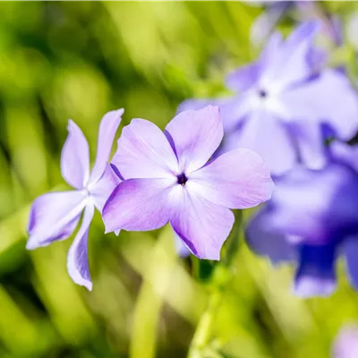 Topfgrösse 1 Liter - Wald-Phlox 'Blue Moon' - Phlox divaricata 'Blue Moon'