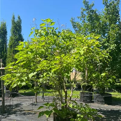 Solitär / EXC 225-250 HP24-262 550 - Trompetenbaum - Catalpa bignonioides - Collection