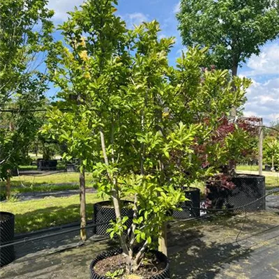 Solitär / EXC 225-250 HP24-494 1150 - Rosa Sternmagnolie - Magnolia loebneri 'Leonard Messel' - Collection