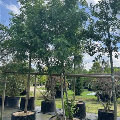 Sol 100-150 x 300-350 Nr. 22.8C 2000 - Speierling - Sorbus domestica - Collection