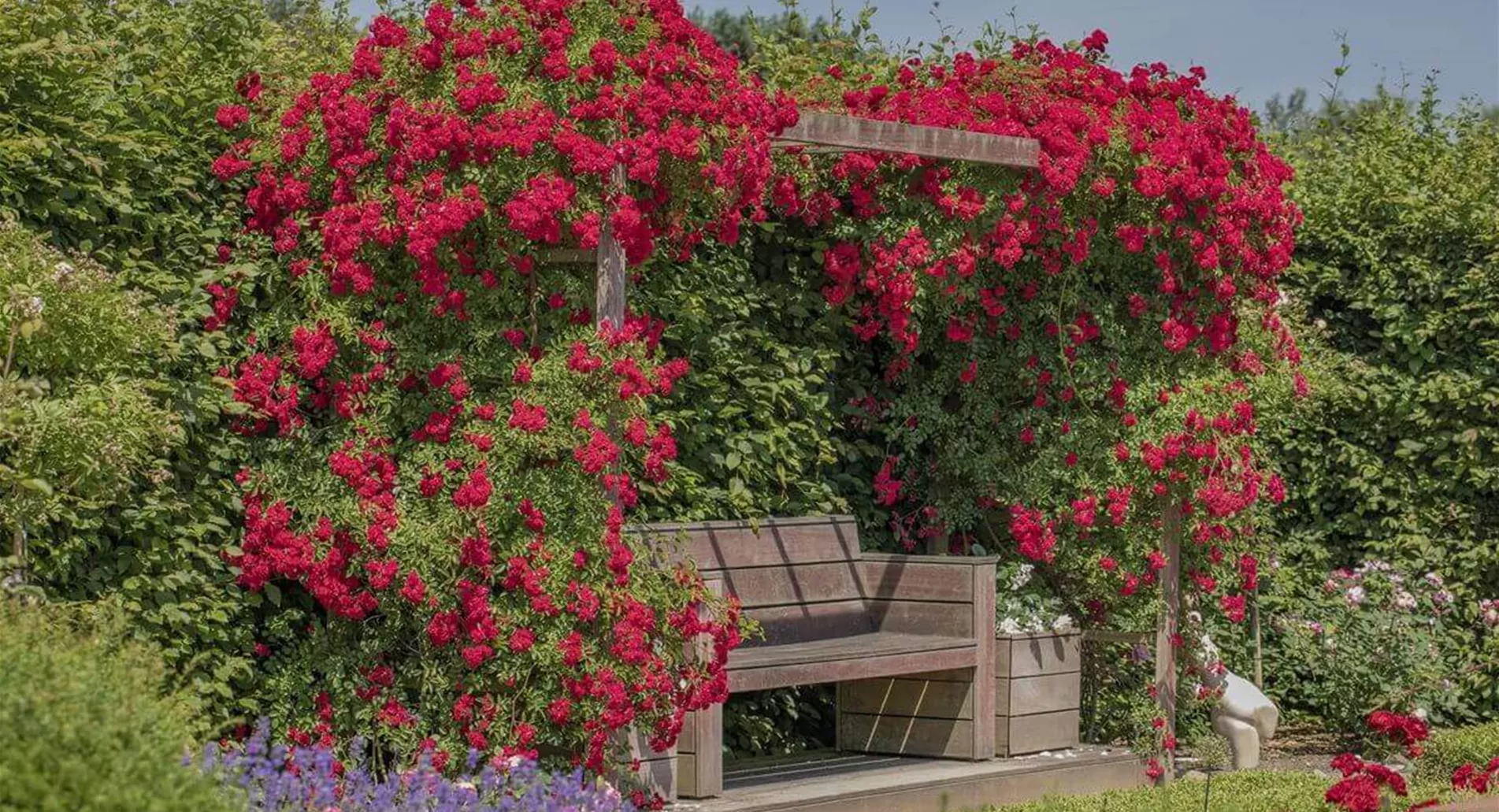 Standort zum Rosen pflanzen .jpg