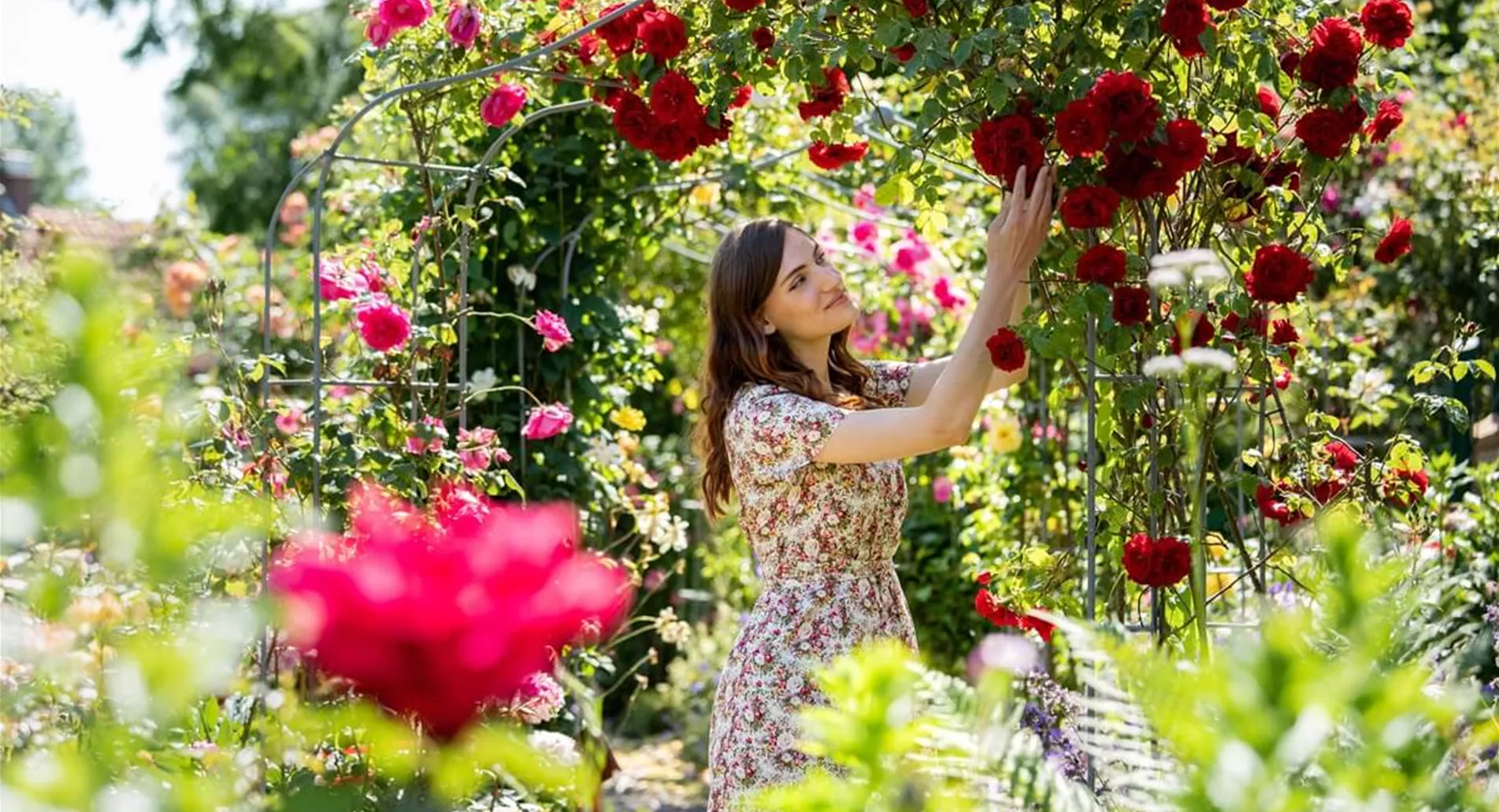 Wann sollte man Rosen pflanzen.jpg