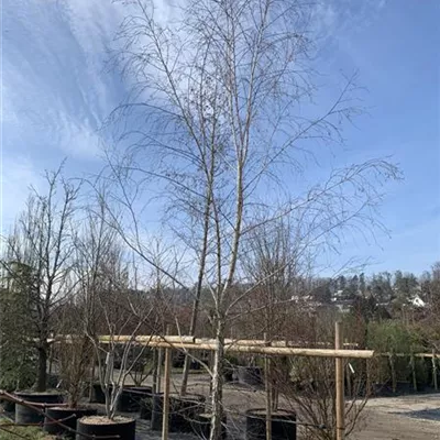 Solitär 600-700 24-1226 1850 - Sandbirke - Betula pendula - Collection