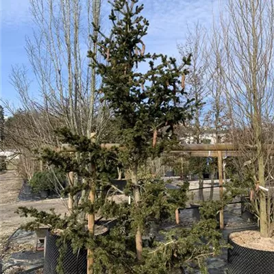 Solitär 225-250 HP24-647 1355 - Blaue Stechfichte 'Lucky Strike' - Picea pungens 'Lucky Strike' - Collection