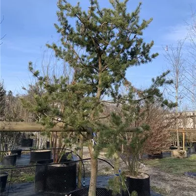 Charakterform 350-400 24-B28 5550 - Strauchkiefer - Pinus banksiana - Collection