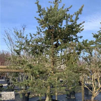 Charakterbaum 24/25 5550 - Strauchkiefer - Pinus banksiana - Collection