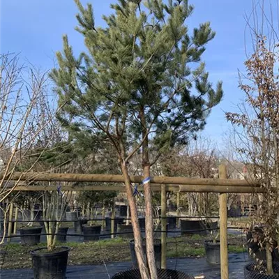 Charakterbaum 200-300 x 300-350 24-E49 4500 - Kiefer - Pinus sylvestris - Collection