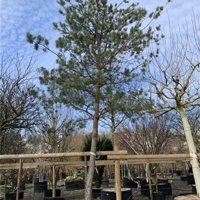 Hochstamm 50-55 24-1248 4200 - Wald-Kiefer 'Glauca' - Pinus sylvestris 'Glauca' - Collection