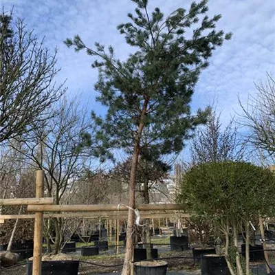 Hochstamm 45-50 24-1249 3800 - Wald-Kiefer 'Glauca' - Pinus sylvestris 'Glauca' - Collection