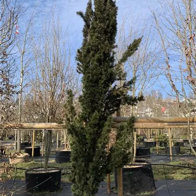 Solitär 275-300 HP24-707 1737 - Schmale Säuleneibe - Taxus baccata 'Fastigiata Robusta' - Collection