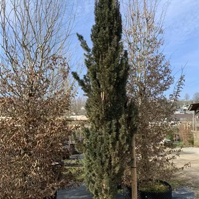 Solitär 275-300 HP24-709 1737 - Schmale Säuleneibe - Taxus baccata 'Fastigiata Robusta' - Collection