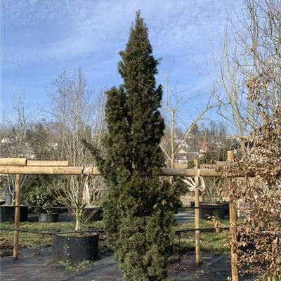 Solitär 275-300 HP24-711 1737 - Schmale Säuleneibe - Taxus baccata 'Fastigiata Robusta' - Collection