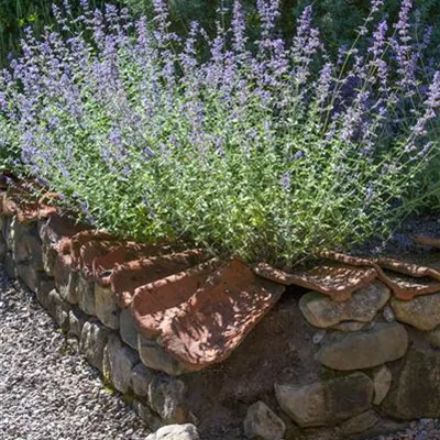 Topfgrösse 4 Liter - Perovskie - Perovskia 'Blue Spire'