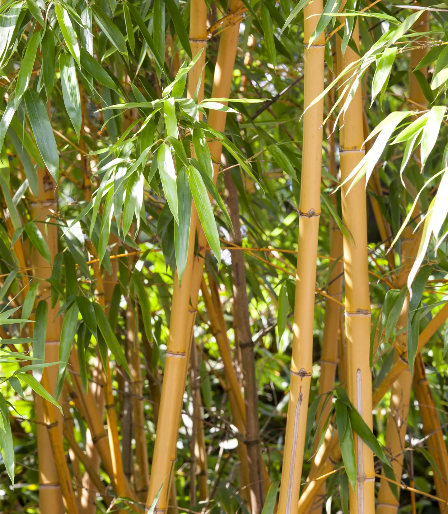 Phyllostachys aurea