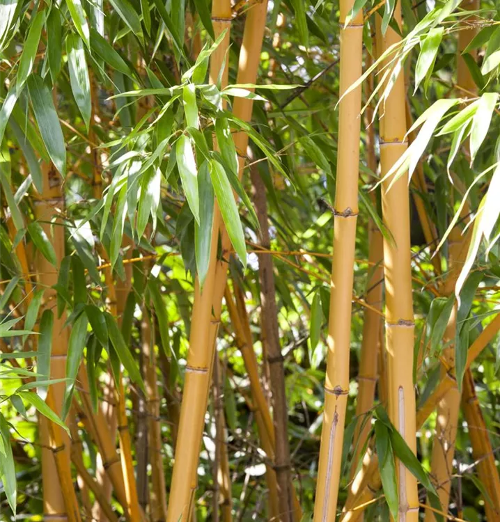 Bambus - Phyllostachys aurea