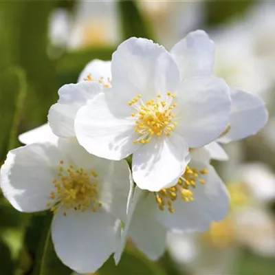 Container 70 - 80 - Pfeifenstrauch - Philadelphus coronarius