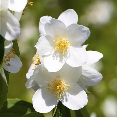 Container 70 - 80 - Pfeifenstrauch - Philadelphus (Maculatus Gruppe) 'Belle Etoile'