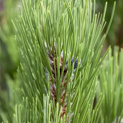 im Container 35 - 40 - Schlangenhautkiefer - Pinus heldreichii 'Compact Gem'