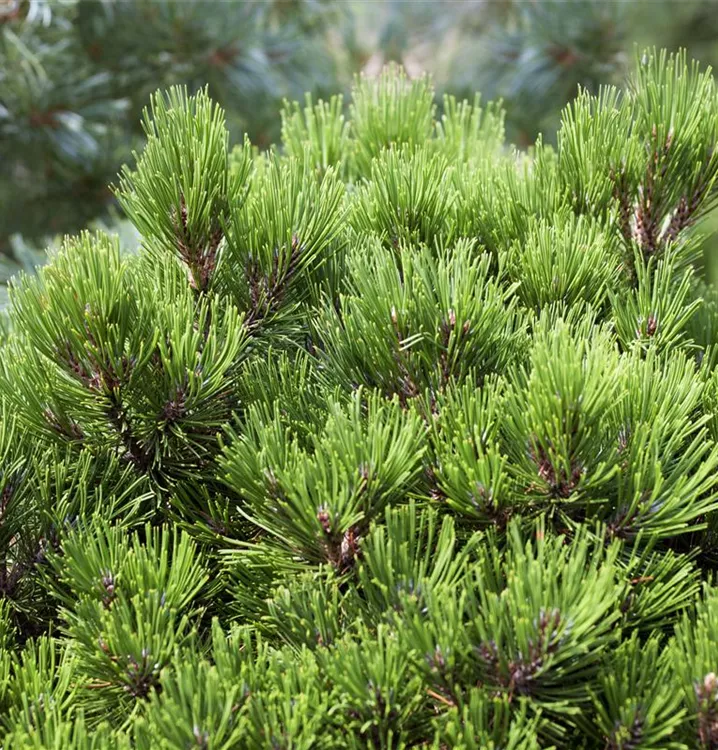 Schlangenhautkiefer, Zwergform - Pinus heldreichii 'Schmidtii'