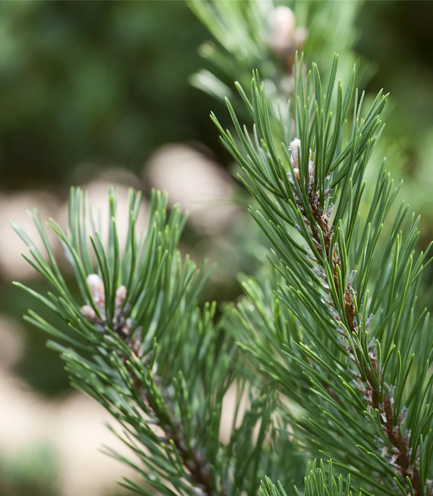 Pinus mugo 'Gnom'