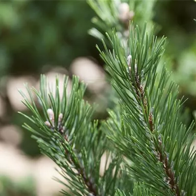 Container 50 - 60 - Bergföhre, Zwergform - Pinus mugo 'Gnom'