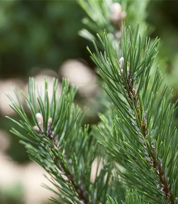 Pinus mugo 'Gnom'