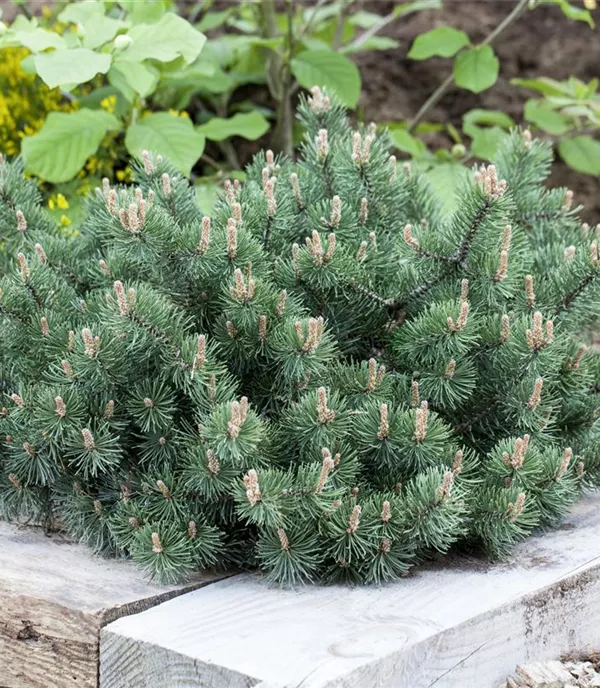 Pinus mugo 'Humpy'