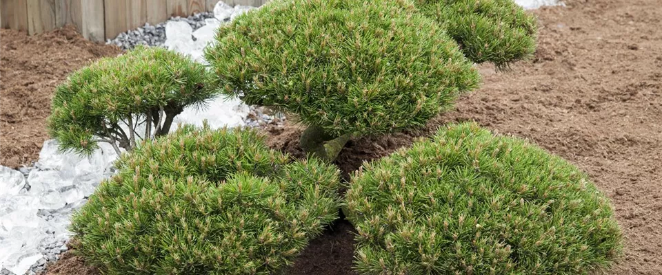 Immer auf dem neusten Stand sein, wenn Sie Unikate und Bonsai kaufen